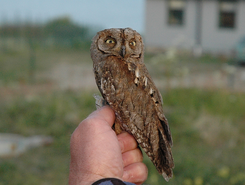 European Scops Owl, Sundre 20110531